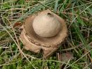 Geastrum triplex