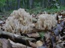 Ramaria pallida