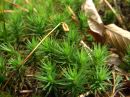 Polytrichum formosum