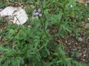 Verbena officinalis