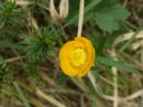 Ranunculus montanus