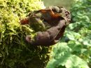 Auricularia auricularia-judae