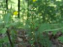 Rumex acetosella