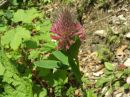 Trifolium alpestre