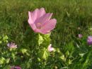 Malva moschata