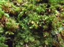 Orthotrichum stramineum