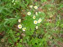 Tanacetum parthenium