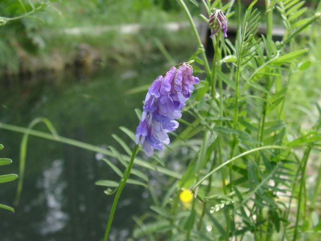 Bild Vogel-Wicke