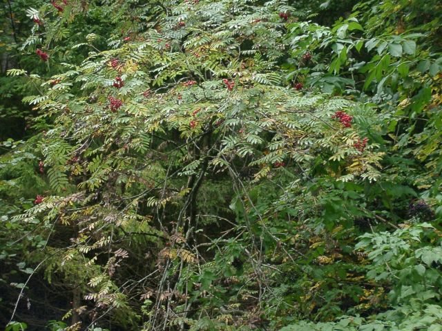 Bild Vogelbeerbaum,Eberesche