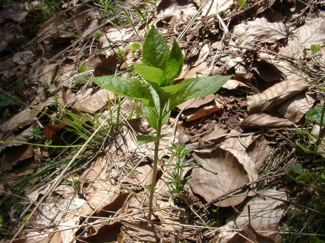 Bild Wald-Bingelkraut