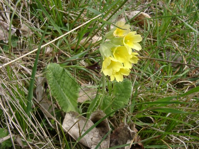 Bild Wiesen-Schlüsselblume