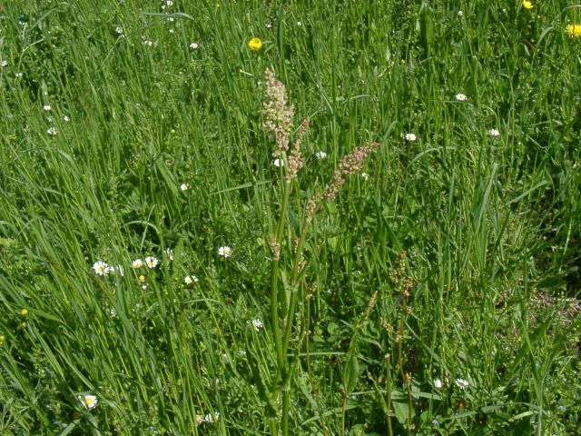 Bild Wiesen-Sauerampfer