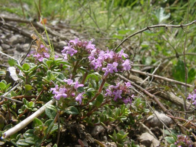 Bild Sand-Thymian,Quendel