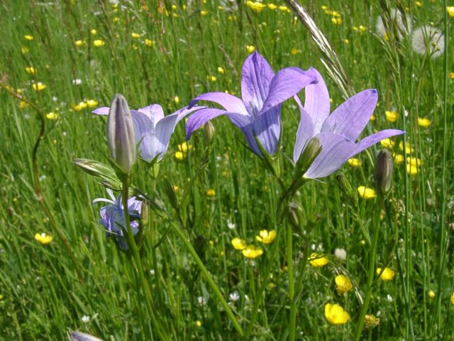 Bild Wiesen-Glockenblume