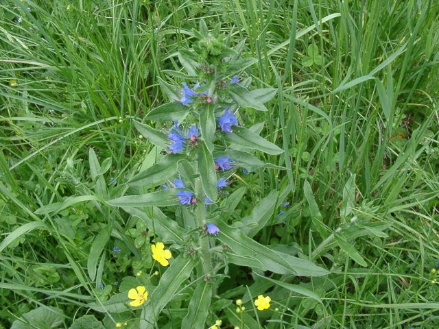 Bild Blauer Natternkopf