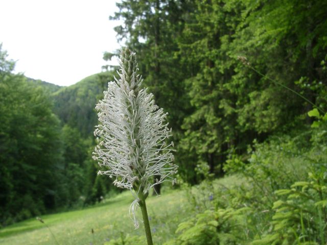 Bild Mittlerer Wegerich