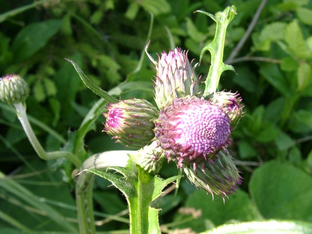 Bild Sumpf-Kratzdistel