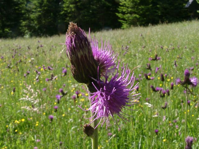 Bild Ungarische Kratzdistel