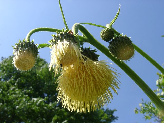 Bild Klebrige Kratzdistel