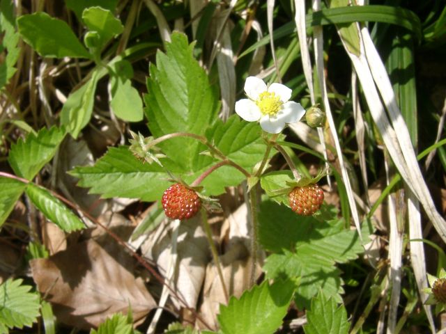 Bild Wald-Erdbeere