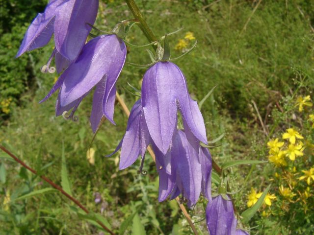 Bild Acker-Glockenblume