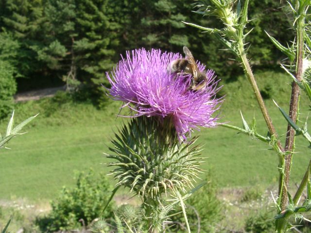 Bild Gewöhnliche Kratzdistel