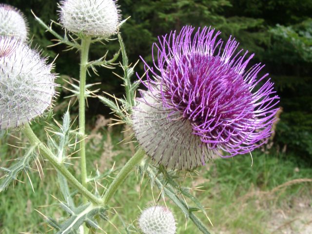 Bild Wollkopf-Kratzdistel