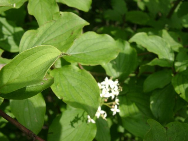 Bild Roter Hartriegel