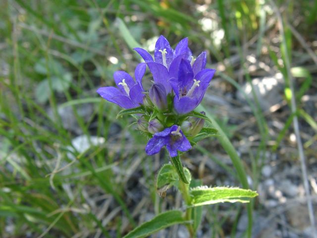 Bild Knäuel-Glockenblume