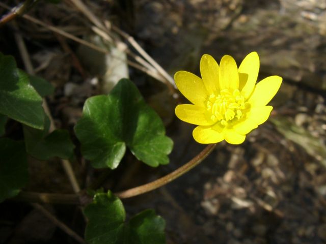 Bild Frühlings-Scharbockskraut