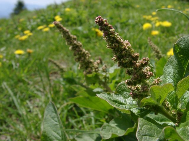 Bild Alpen-Ampfer