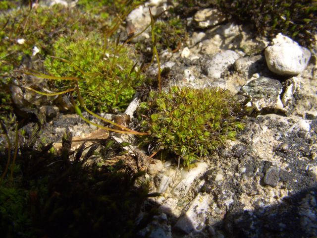 Bild Mauer-Drehzahn