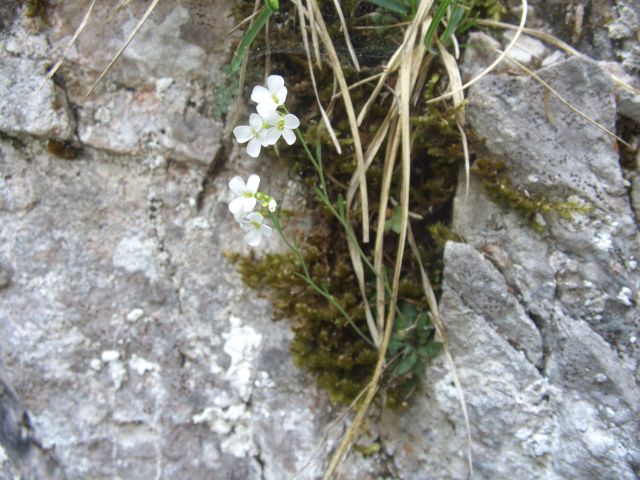 Bild Felsen-Schaumkresse