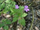 Geranium robertianum