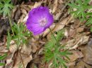 Geranium sanguineum